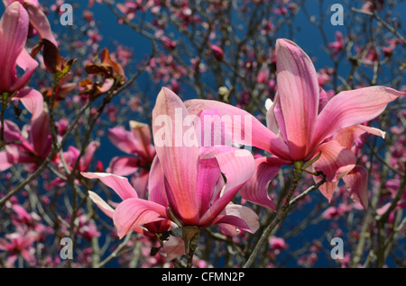 Magnolia Denudata, également connu sous le nom de Purple Magnolia Banque D'Images