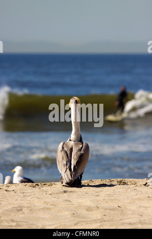 Un pélican se trouve sur le sable d'une plage de Californie regardant la mer en tant que surfer rides une vague dans l'arrière-plan Banque D'Images