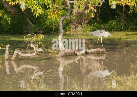 Héron cendré (Ardea cinarea de réflexion), Parc national de Yala, au Sri Lanka Banque D'Images