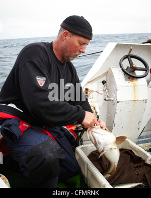 Les pêcheurs lors d'une course en Norvège en 2010. Le poisson. Sportfiskare morue Norge Banque D'Images