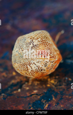 Physalis alkekengi 'Franchetii'. Lanterne chinoise en décomposition fruits papyracée cosse sur fond d'ardoise Banque D'Images