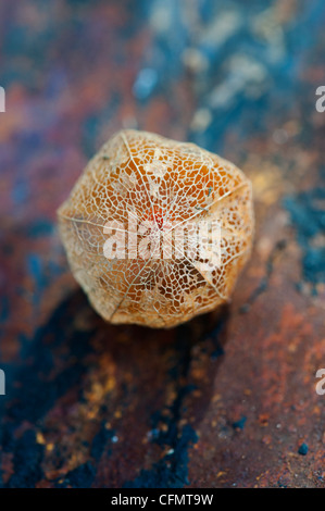 Physalis alkekengi 'Franchetii'. Lanterne chinoise en décomposition fruits papyracée cosse sur fond d'ardoise Banque D'Images