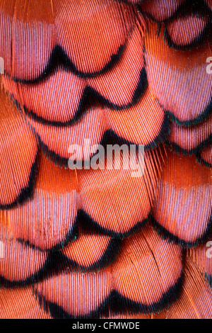 Close up du plumage d'un faisan mâle Banque D'Images