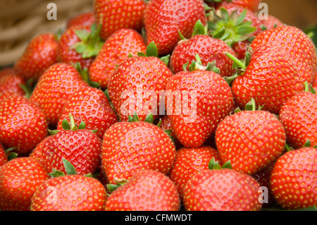 Close up of a horizontal de Punnett énorme de fraises fraîches. Banque D'Images