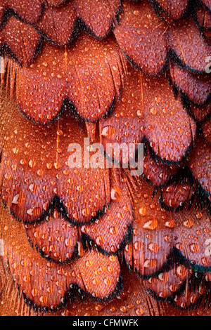 Close up de couverts de rosée sur un faisan mâle plumage Banque D'Images