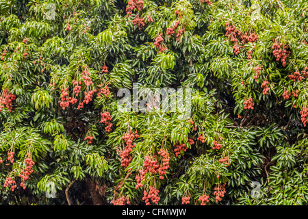 Litchis de Diego Suarez, Nord de Madagascar Banque D'Images