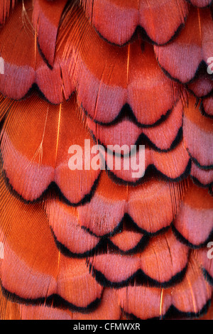 Close up du plumage d'un faisan mâle Banque D'Images
