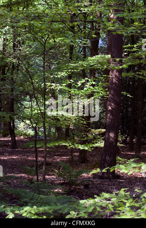 Forêt mixte au printemps comme le hêtre Wilmslow Cheshire Angleterre Banque D'Images