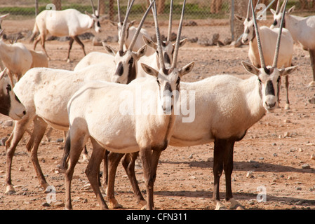 Un troupeau d'Oryx arabe rare dans la réserve naturelle de Shaumari, à la périphérie de l'Oasis Azraq, dans le désert oriental du Royaume hachémite de Jordanie. Banque D'Images