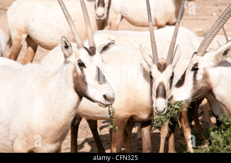 Un troupeau d'Oryx arabe rare dans la réserve naturelle de Shaumari, à la périphérie de l'Oasis Azraq, dans le désert oriental du Royaume hachémite de Jordanie. Banque D'Images