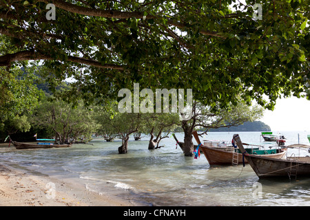 À East Railay, la mangrove à marée haute - Krabi (Thaïlande). Un Railay Est, la mangrove à marée haute (Krabi - Thaïlande). Banque D'Images