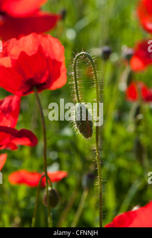 Un gros plan de quelques coquelicots poussant dans un champ près de Castiglione D'Orcia, Toscane, Italie. Le est un coquelicot en bouton et plusieurs fleurs de pavot avec du soleil. Banque D'Images