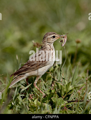 Pipit pipit africain (prairies), la Tanzanie, l'Afrique de l'Est, l'Afrique Banque D'Images