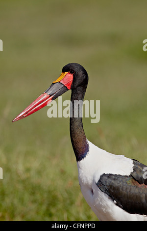 Saddle-billed stork masculins (Ephippiorhynchus senegalensis), le cratère du Ngorongoro, en Tanzanie, Afrique de l'Est, l'Afrique Banque D'Images