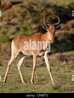 Bubale de coke (Alcelaphus buselaphus cokii), le cratère du Ngorongoro, en Tanzanie, Afrique de l'Est, l'Afrique Banque D'Images