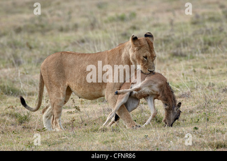 Lioness (Panthera leo), Tanzanie, Afrique orientale, Afrique du Sud Banque D'Images