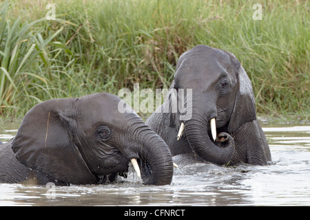 Deux jeunes de l'éléphant africain (Loxodonta africana), Tanzanie, Afrique orientale, Afrique du Sud Banque D'Images