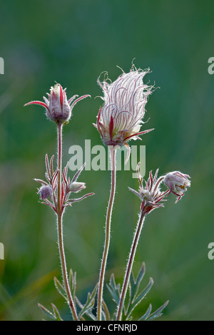 La fumée des prairies (violet avens), Alberta, Canada, Amérique du Nord Banque D'Images