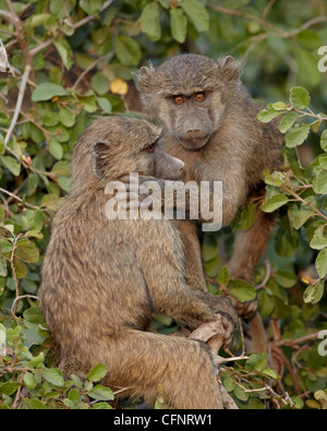 Deux jeunes babouins Olive (Papio cynocephalus anubis), Parc National de Serengeti, Tanzanie, Afrique orientale, Afrique du Sud Banque D'Images