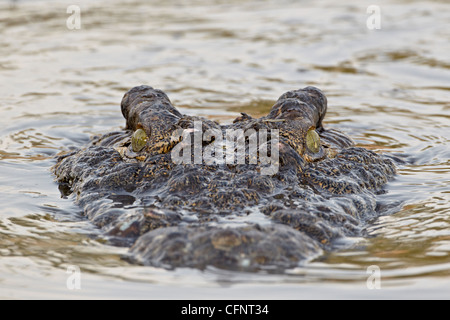 Le crocodile du Nil (Crocodylus niloticus) natation, le Parc National du Serengeti, Tanzanie, Afrique orientale, Afrique du Sud Banque D'Images