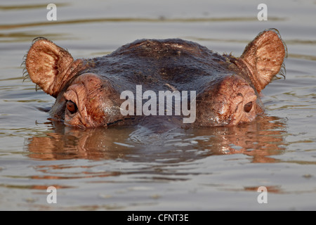 Hippopotame (Hippopotamus amphibius), Parc National de Serengeti, Tanzanie, Afrique orientale, Afrique du Sud Banque D'Images