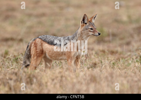 Le chacal à dos noir (argent de secours (Canis mesomelas) chacal), Parc National de Serengeti, Tanzanie, Afrique orientale, Afrique du Sud Banque D'Images