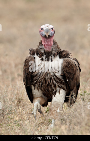 Coprin micacé (Torgos micaceus), Parc National de Serengeti, Tanzanie, Afrique orientale, Afrique du Sud Banque D'Images