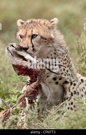 Le Guépard (Acinonyx jubatus) cub avec une gazelle de Thomson a tuer, le Parc National du Serengeti, Tanzanie, Afrique orientale, Afrique du Sud Banque D'Images