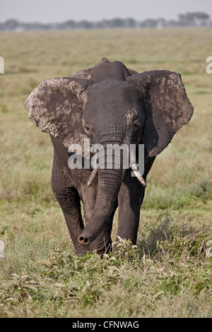 L'éléphant africain (Loxodonta africana), le Parc National du Serengeti, Tanzanie, Afrique orientale, Afrique du Sud Banque D'Images