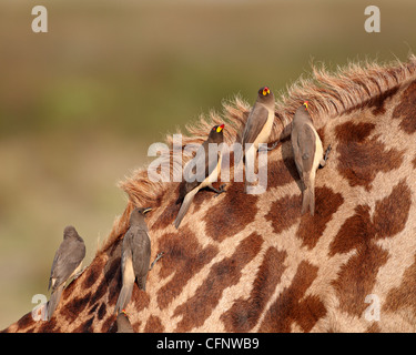 Plusieurs yellow-oxpecker (Buphagus africanus), Parc National de Serengeti, Tanzanie, Afrique orientale, Afrique du Sud Banque D'Images