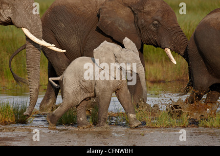 Bébé éléphant africain (Loxodonta africana), le Parc National du Serengeti, Tanzanie, Afrique orientale, Afrique du Sud