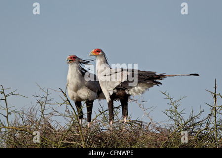 Sagittarius serpentarius Secretarybird (paire) au sommet de leur nid, le Parc National du Serengeti, Tanzanie, Afrique orientale, Afrique du Sud Banque D'Images