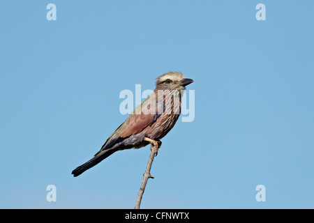 Rufus-couronné (Rouleau rouleau violet) (Coracias naevia), Kruger National Park, Afrique du Sud, l'Afrique Banque D'Images