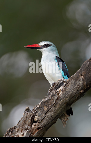 Woodland Kingfisher (Halcyon senegalensis), Kruger National Park, Afrique du Sud, l'Afrique Banque D'Images