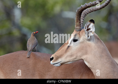 Homme Impala (Aepyceros melampus), Kruger National Park, Afrique du Sud, l'Afrique Banque D'Images