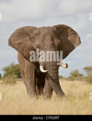 L'éléphant africain (Loxodonta africana), Kruger National Park, Afrique du Sud, l'Afrique Banque D'Images