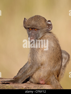 Bébé babouin Chacma (Papio ursinus) sur le dos de sa mère, Kruger National Park, Afrique du Sud, l'Afrique Banque D'Images
