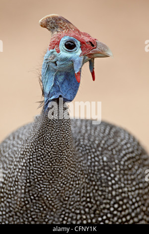 Pintade de Numidie (Numida meleagris), Kruger National Park, Afrique du Sud, l'Afrique Banque D'Images