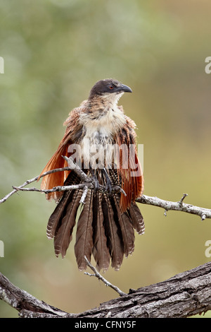 Coucal de Burchell (Centropus burchellii) Réchauffement climatique lui-même, Kruger National Park, Afrique du Sud, l'Afrique Banque D'Images