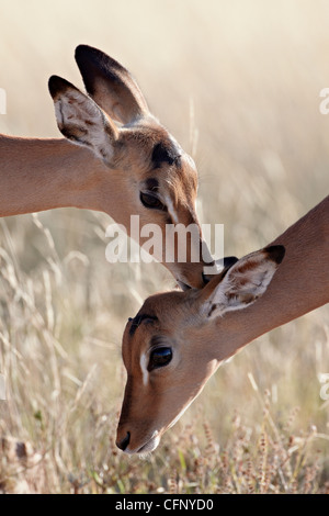 Deux jeunes Impala (Aepyceros melampus) le toilettage, Kruger National Park, Afrique du Sud, l'Afrique Banque D'Images