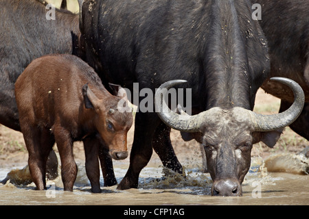 Buffle d'Afrique (Buffalo) (Syncerus caffer) vache et veau boire, Kruger National Park, Afrique du Sud, l'Afrique Banque D'Images