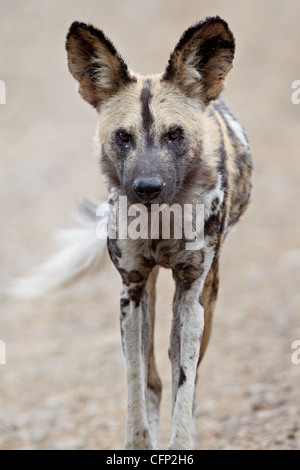 Chien sauvage d'Afrique (African Hunting dog) (Cap) chien de chasse (Lycaon pictus), Hluhluwe Game Reserve, Afrique du Sud, l'Afrique Banque D'Images