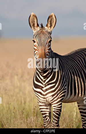 Zèbre de montagne du cap (Equus zebra zebra), Mountain Zebra National Park, Afrique du Sud, l'Afrique Banque D'Images