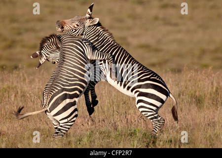 Zèbre de montagne du cap (Equus zebra zebra) sparring, Mountain Zebra National Park, Afrique du Sud, l'Afrique Banque D'Images