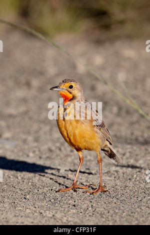 Orange-throated longclaw (Cape longclaw) (Macronyx capensis), Mountain Zebra National Park, Afrique du Sud, l'Afrique Banque D'Images