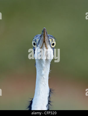 Héron à tête noire (Ardea melanocephala), l'Addo Elephant National Park, Afrique du Sud, l'Afrique Banque D'Images