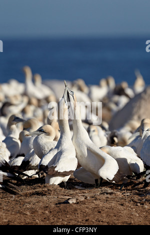 Deux Cap bassan (Morus capensis) gorges, l'île aux oiseaux, Lambert's Bay, Afrique du Sud, l'Afrique Banque D'Images