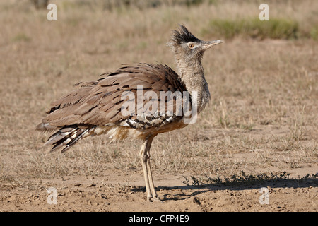 Outarde Kori (Ardeotis kori), Kalahari Gemsbok National Park, Afrique du Sud, l'Afrique Banque D'Images