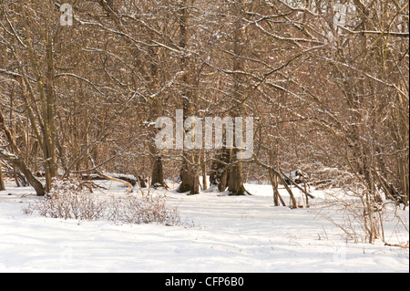 Neige dans les forêts, Janvier, Surrey, UK Banque D'Images