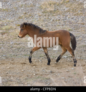 Jeune poulain, horse round up, Skagafjordur, Islande Banque D'Images